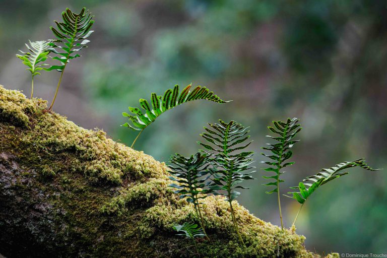 Fougères épiphytes