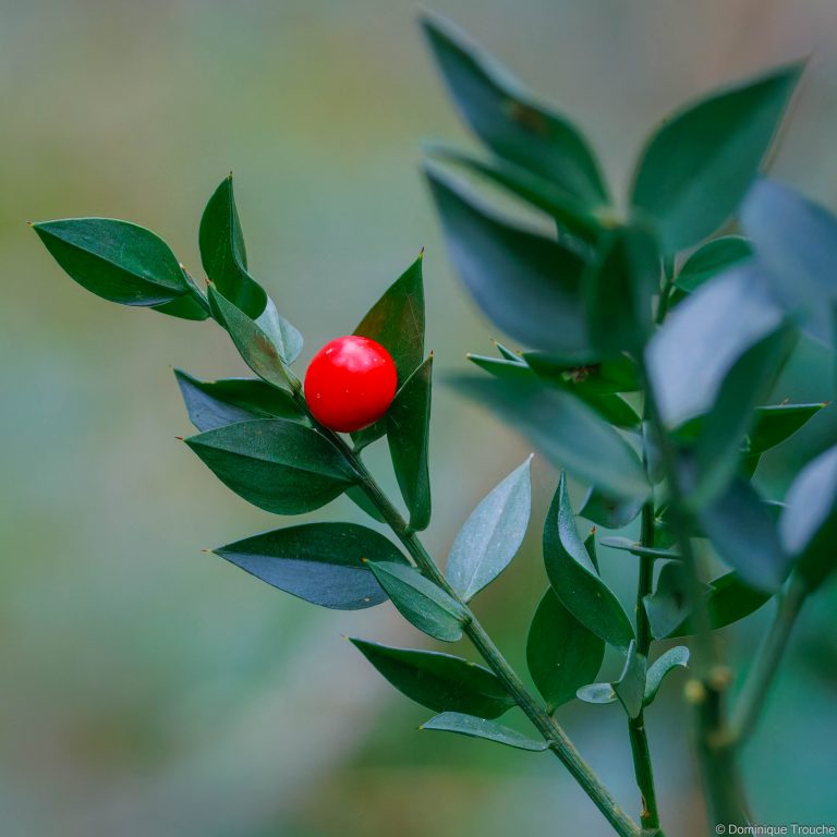 Petit houx ou Fragon