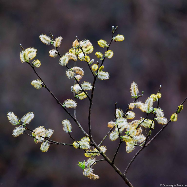 Fleurs de saule
