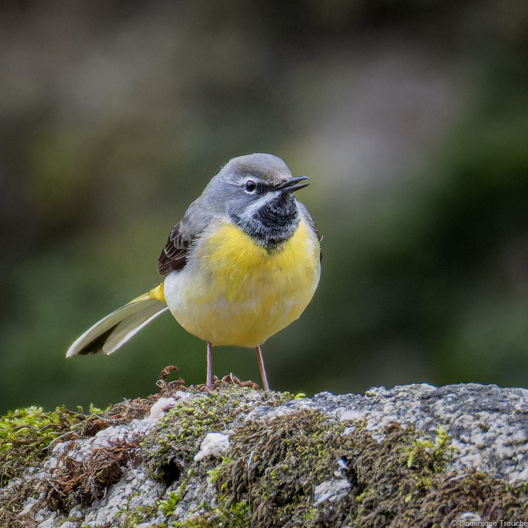 Lire la suite à propos de l’article Errance à la Réserve Jane Goodall du Trégor