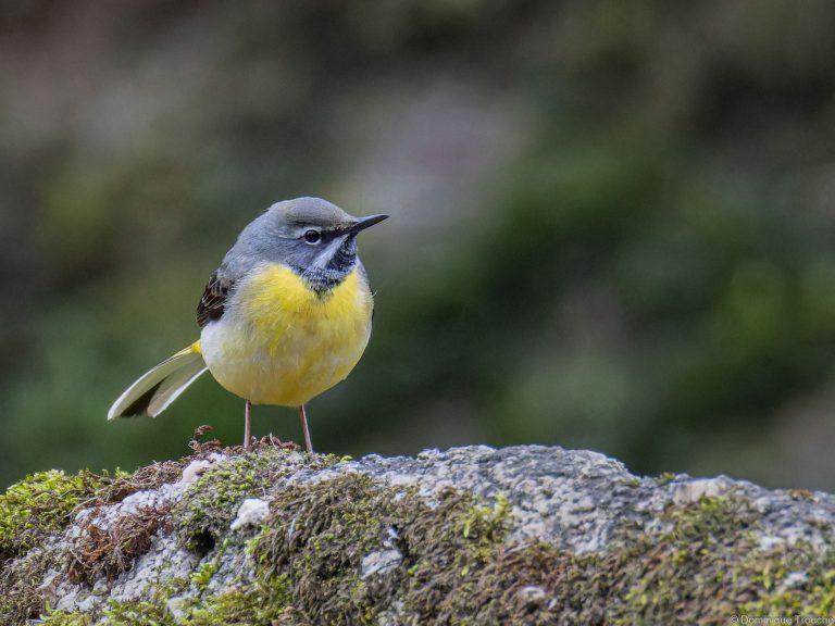 Bergeronnette des ruisseaux