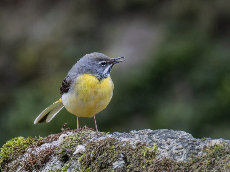 Bergeronnette des ruisseaux