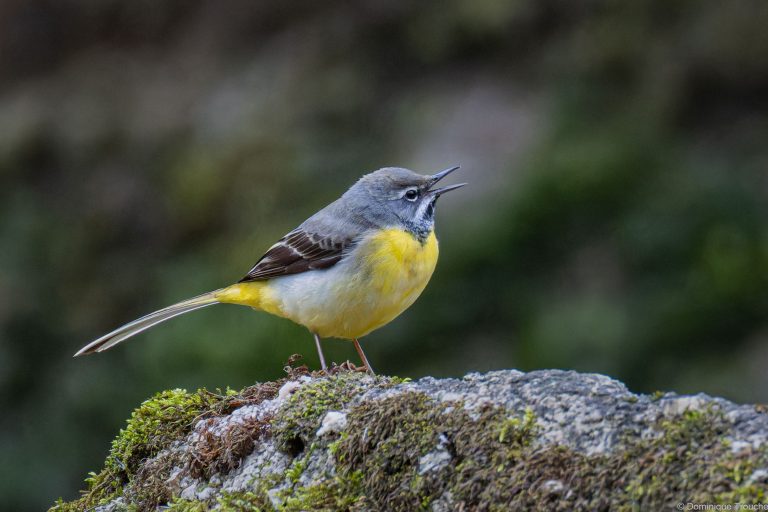 Bergeronnette des ruisseaux