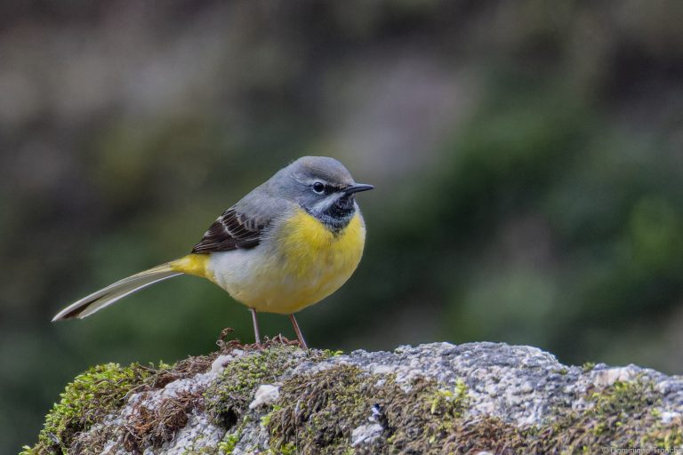 Bergeronnette des ruisseaux