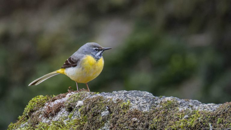 Bergeronnette des ruisseaux