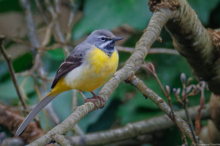 Bergeronnette des ruisseaux