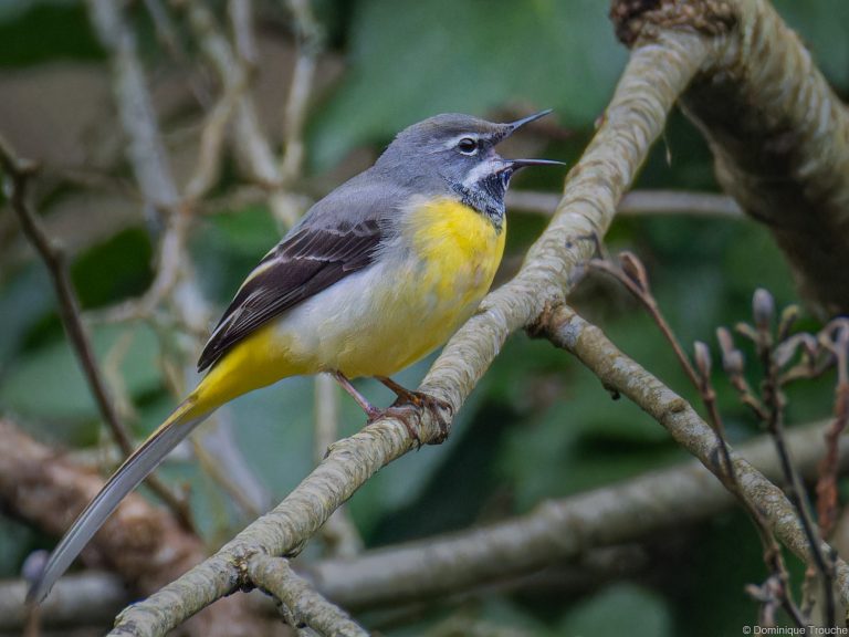 Bergeronnette des ruisseaux