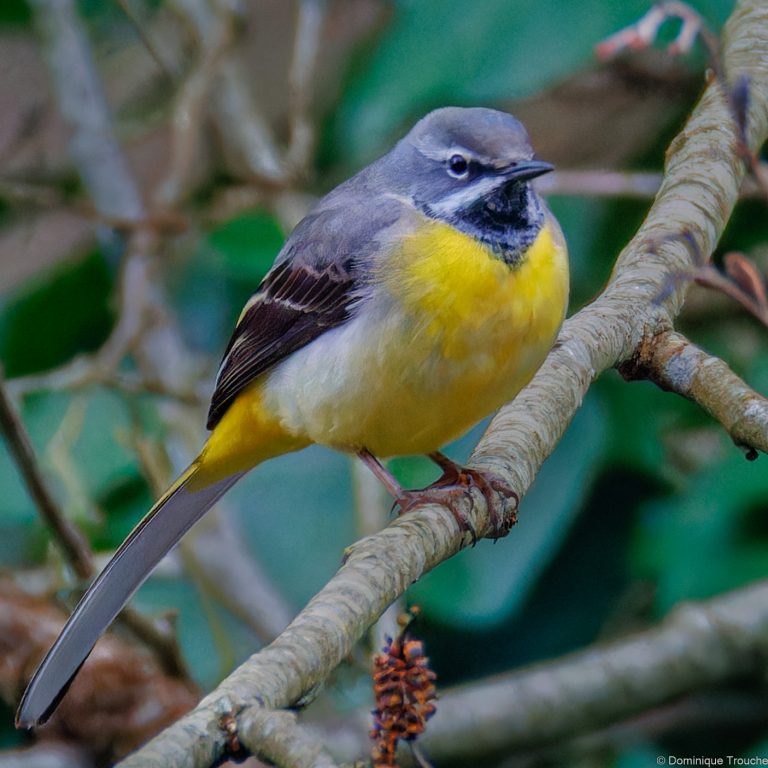 Bergeronnette des ruisseaux