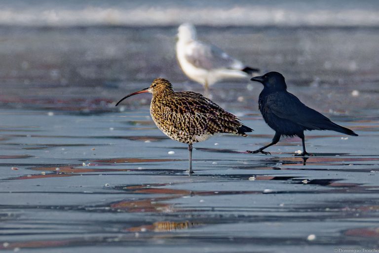 Courlis cendré et Corneille noire