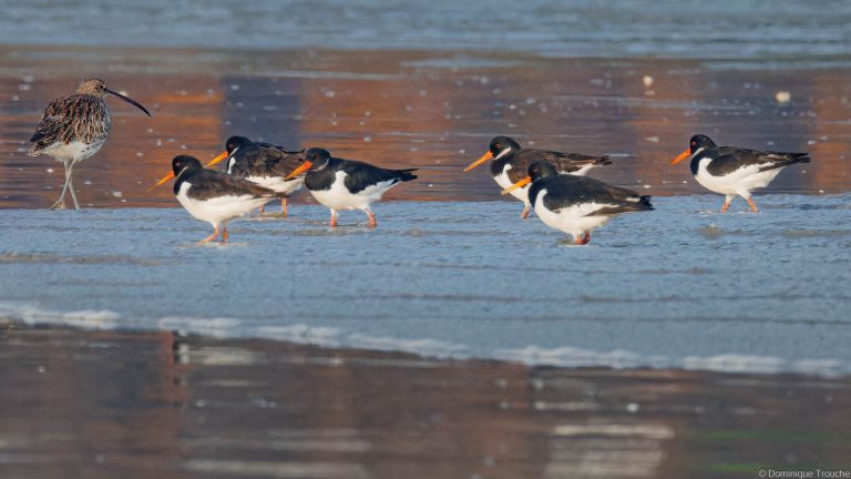 Huitriers pie et un Courlis cendré