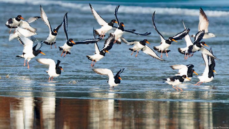 Envol d'Huitriers pie