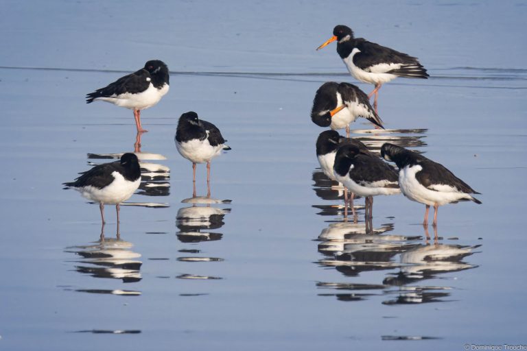 Huitriers pie endormis ou à leur toilette matinale