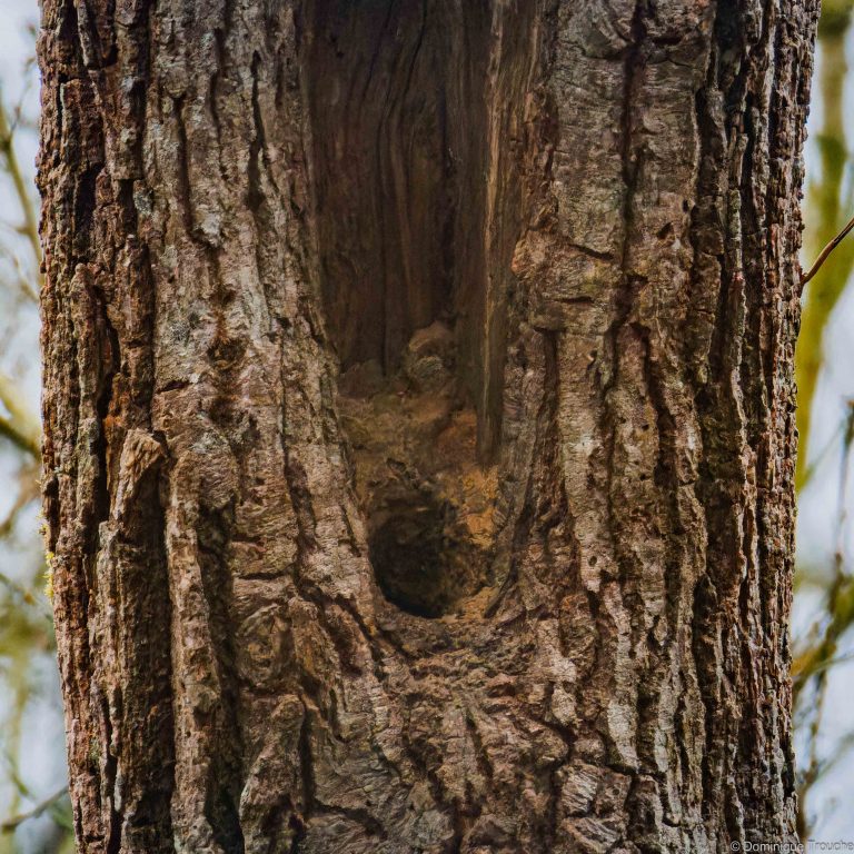 Nid de Sitelle torchepot