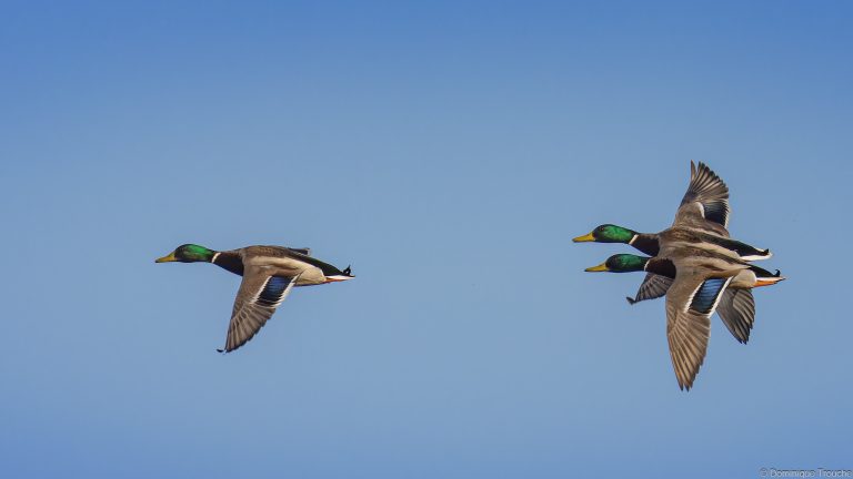 Canards colvert