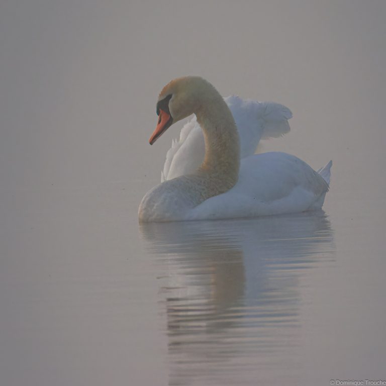 Cygne tuberculé