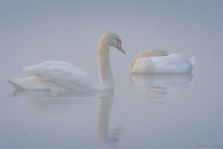 Cygne tuberculé
