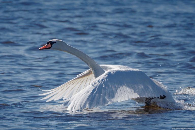 Cygne tuberculé