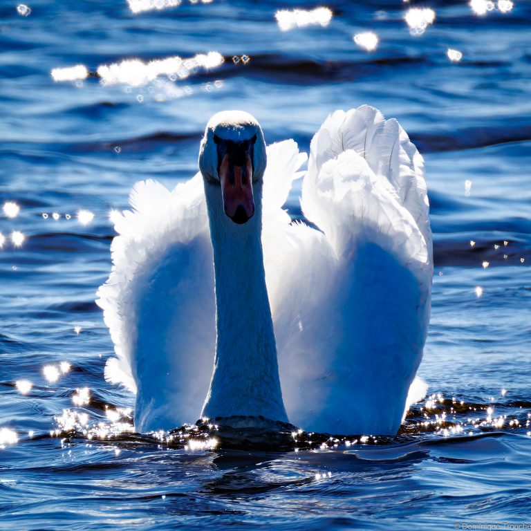 Cygne tuberculé