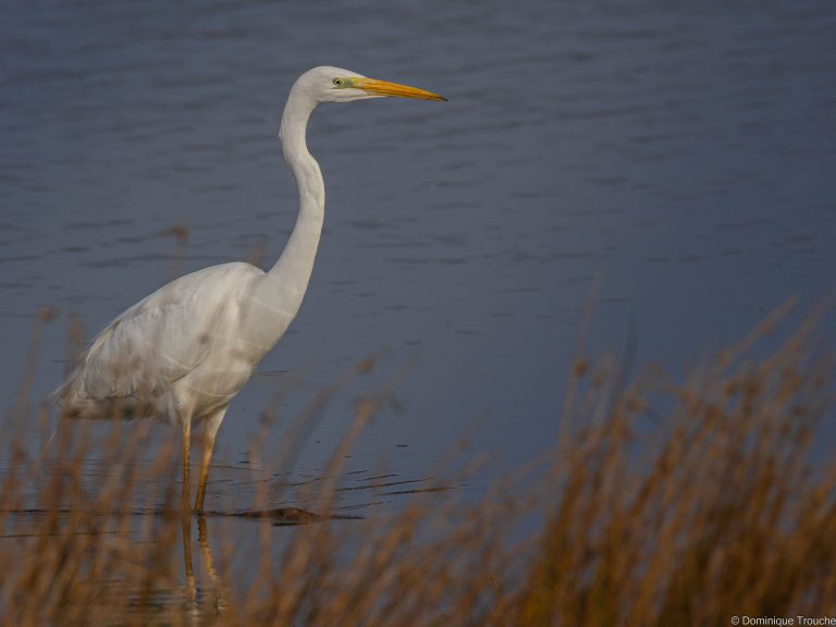 Grande aigrette