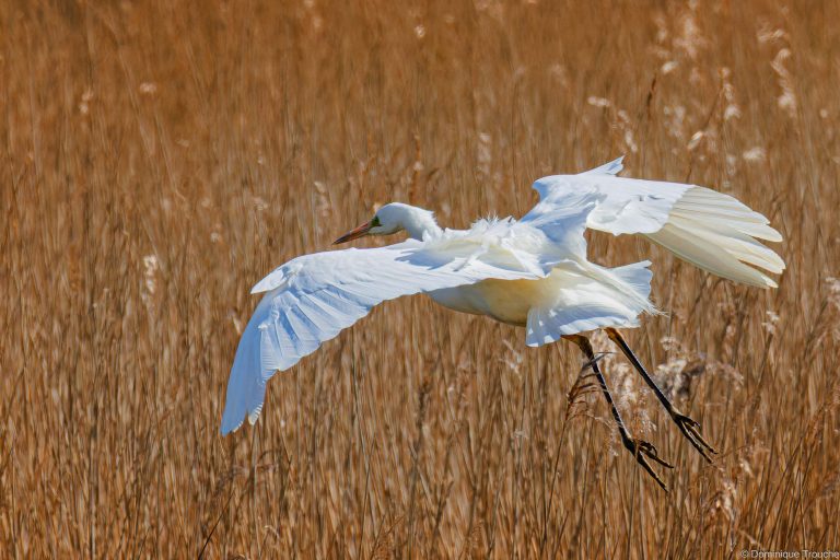 Grande aigrette