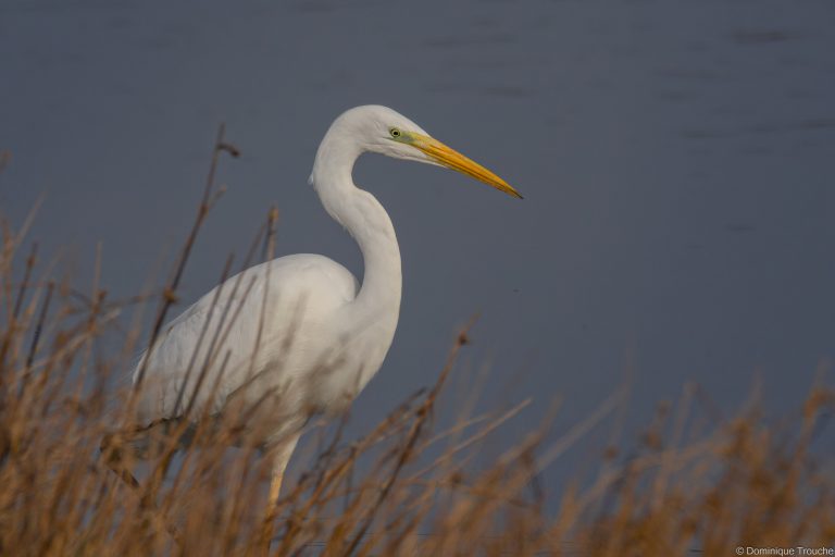 Grande aigrette
