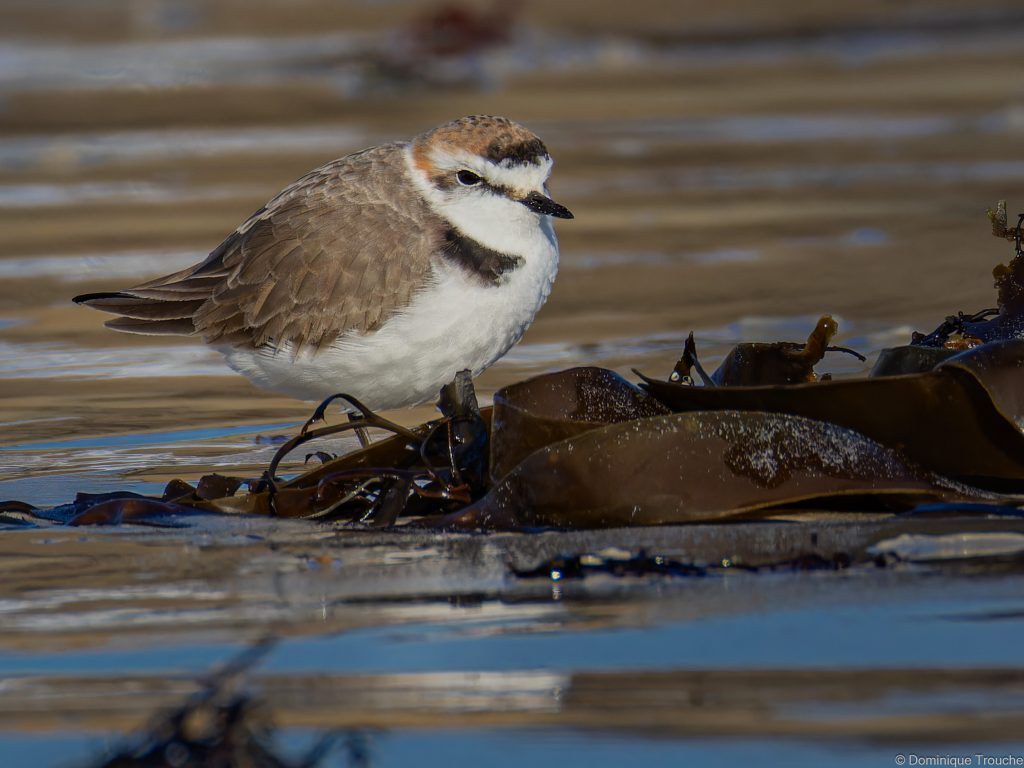 Gravelot à collier interrompu mâle