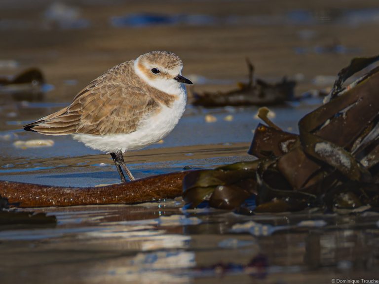 Gravelot à collier interrompu femelle