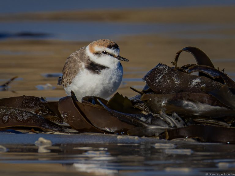 Gravelot à collier interrompu mâle
