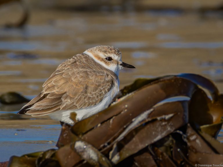 Gravelot à collier interrompu femelle