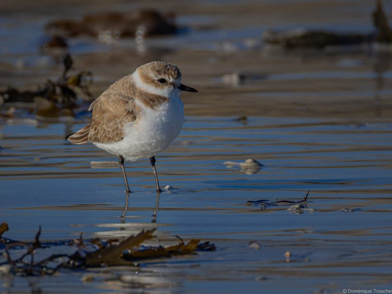 Gravelot à collier interrompu femelle