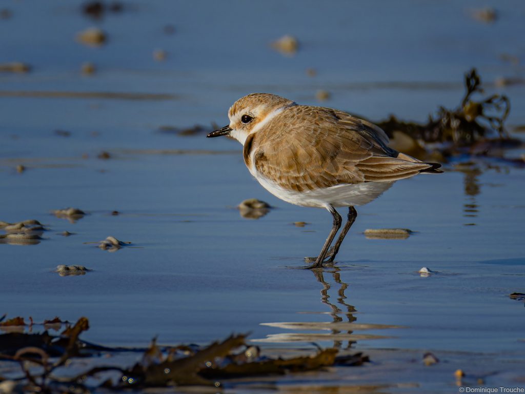 Gravelot à collier interrompu femelle