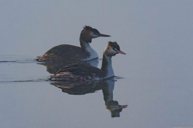Grèbe huppé