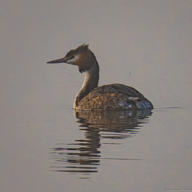 Grèbe huppé