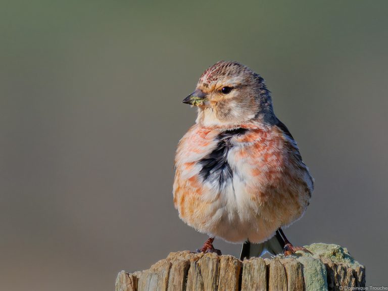 Linotte mélodieuse