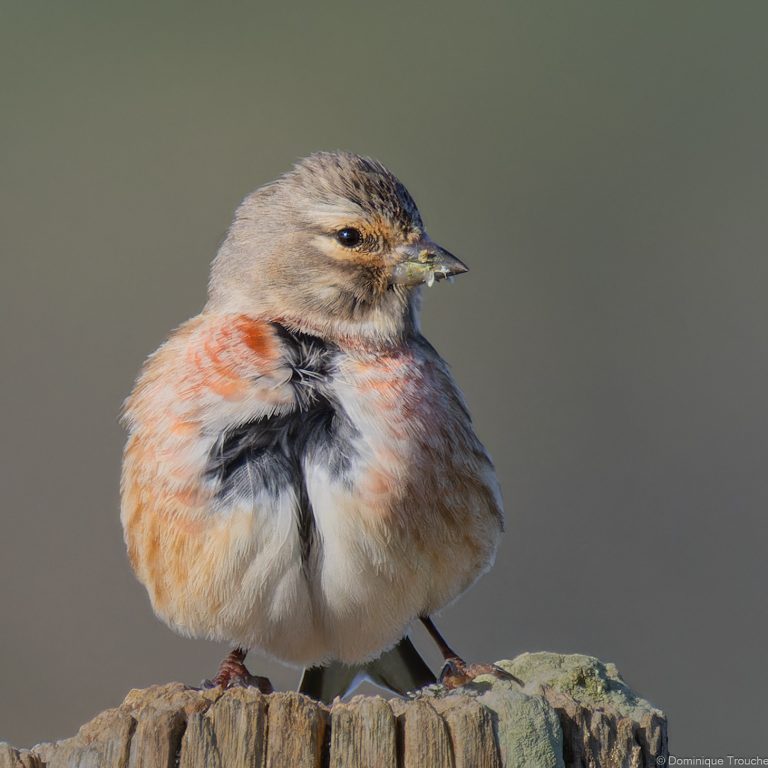 Linotte mélodieuse