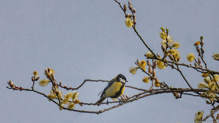 Mésange charbonnière