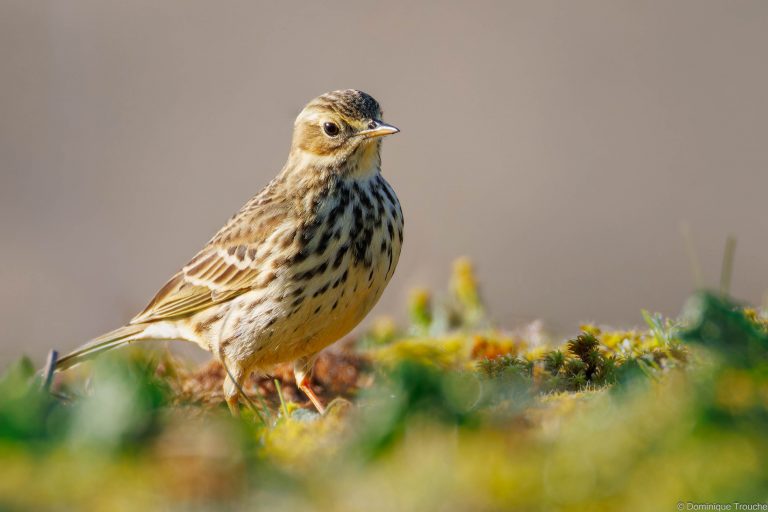 Pipit farlouse