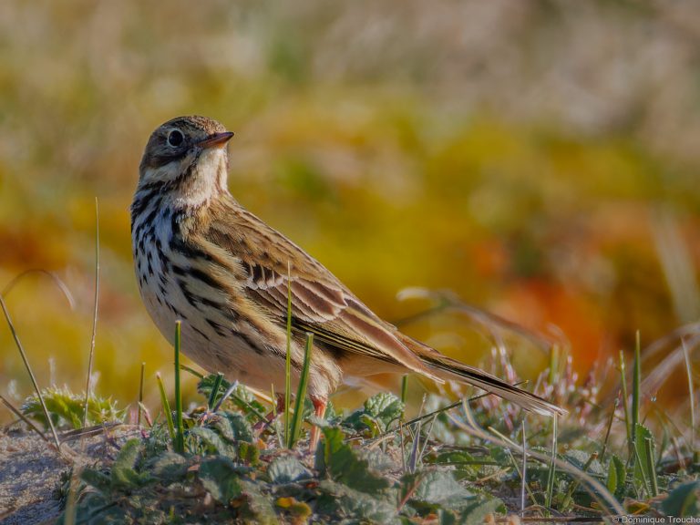 Pipit farlouse