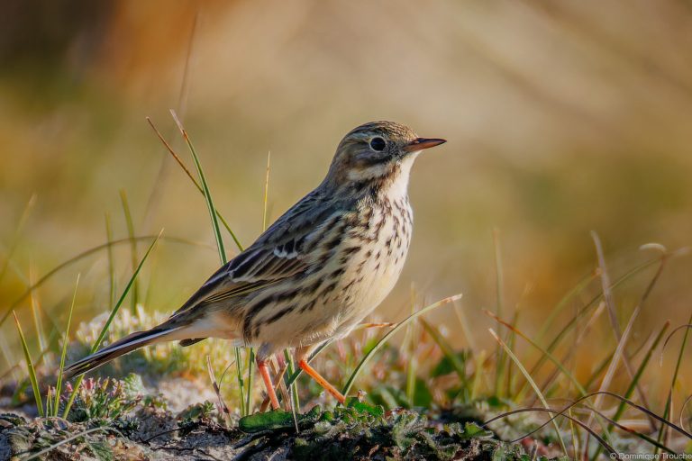 Pipit farlouse