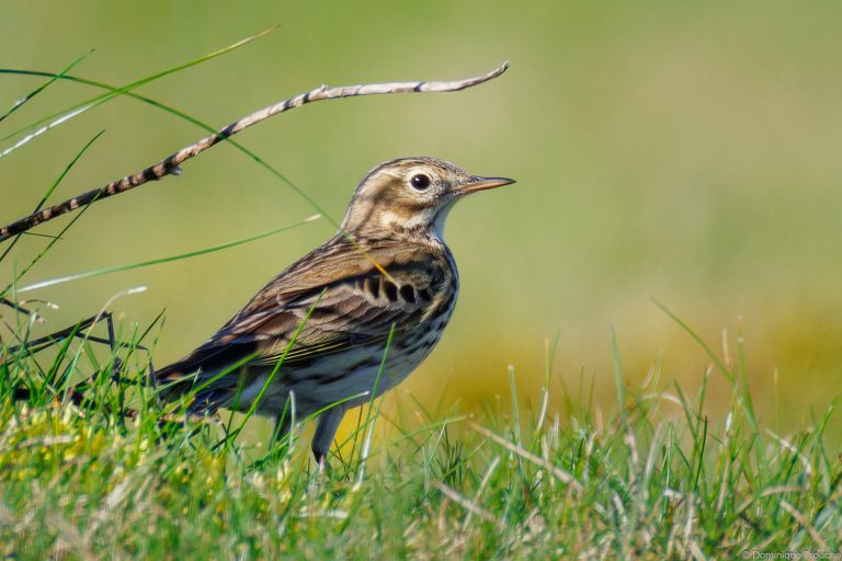 Pipit farlouse