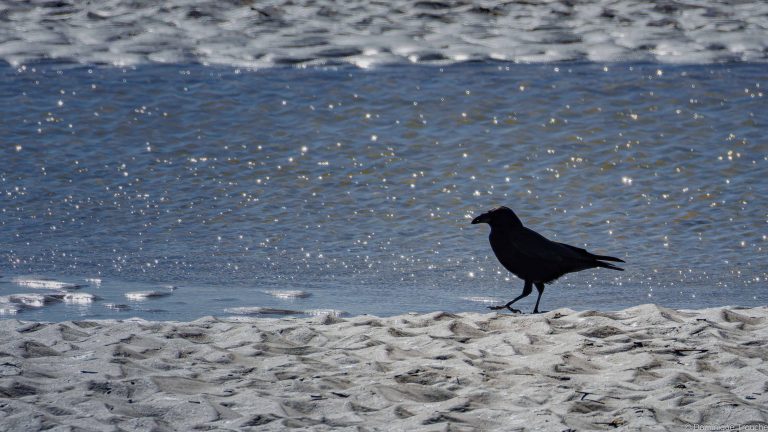 Corneille noire