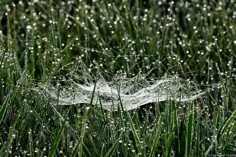 Rosée sur toile d'araignée