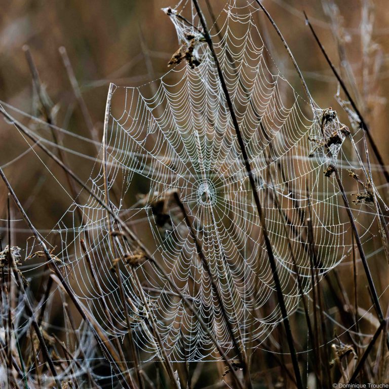 Rosée sur toile d'araignée