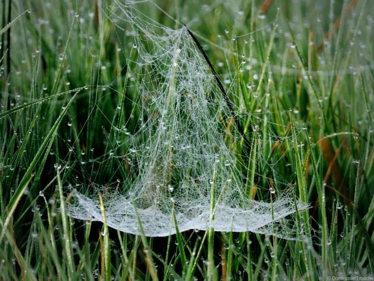 Rosée sur toile d'araignée