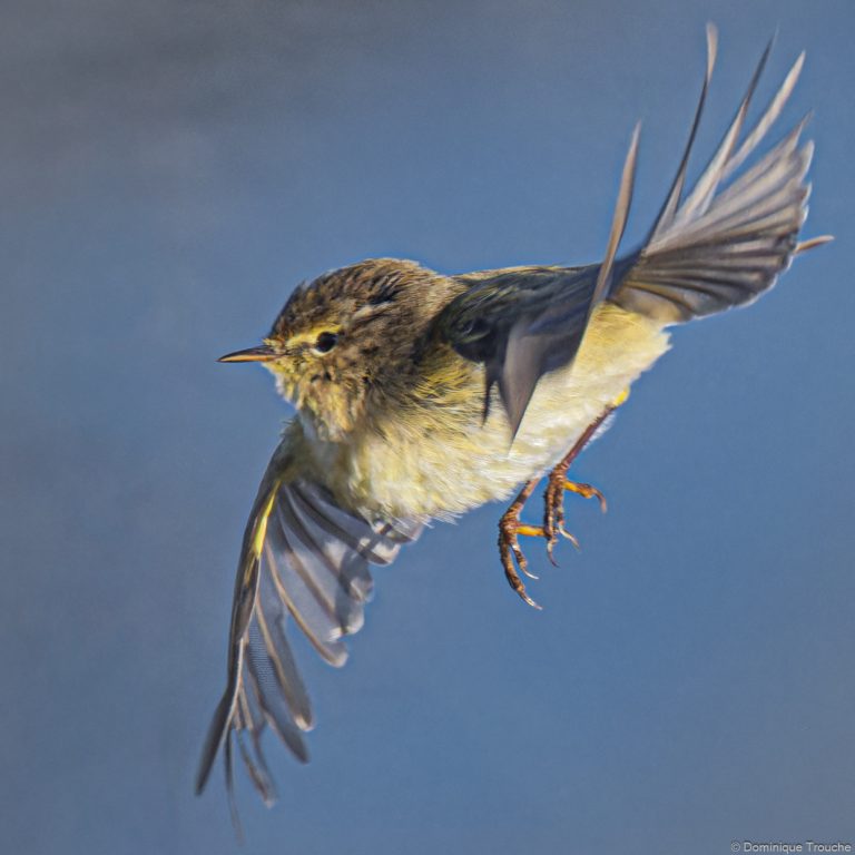 Pouillot véloce en vol