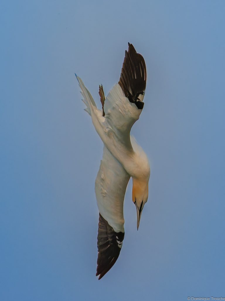 Le Fou de bassan plonge