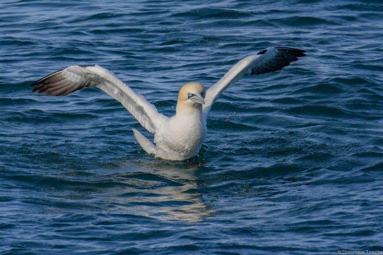 Le Fou de bassan s'ébroue