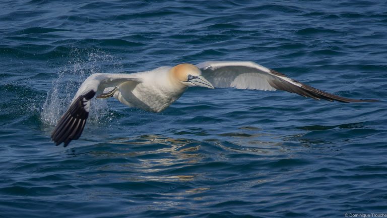 le Fou de bassan décolle