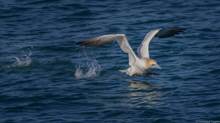 le Fou de bassan décolle