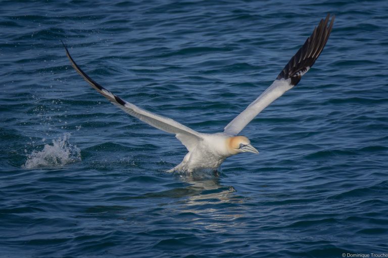 le Fou de bassan décolle